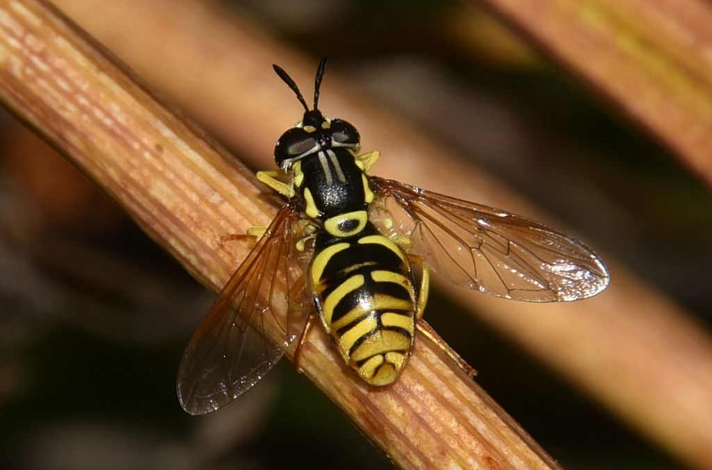 Chrysotoxum cautum ?  S, femmina